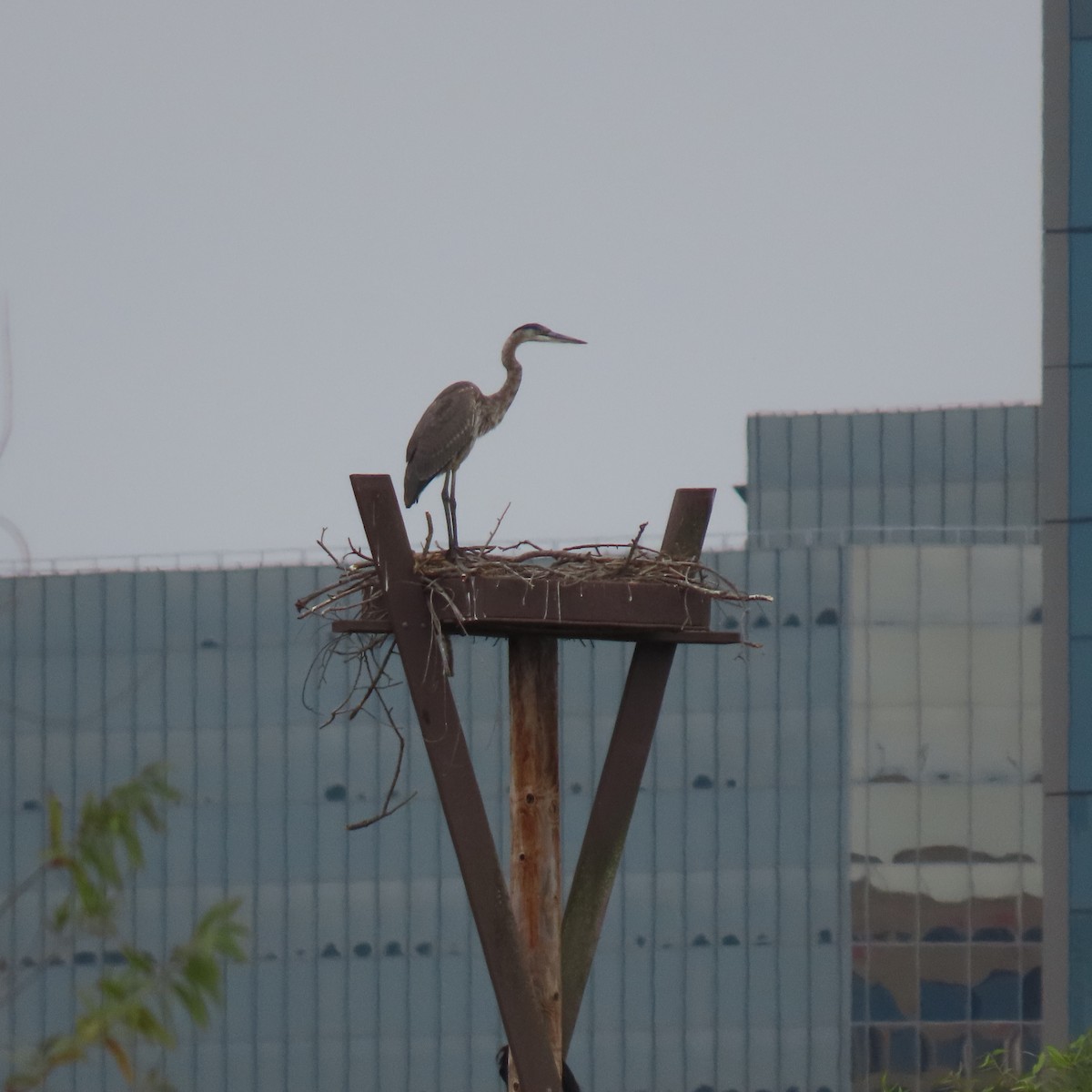 Great Blue Heron - ML624173495