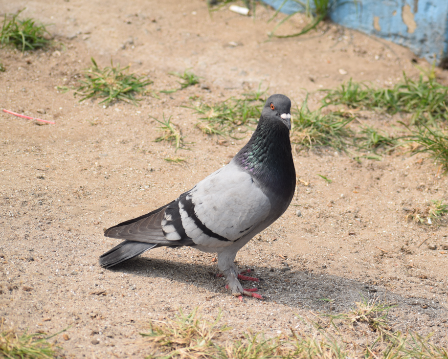 Rock Pigeon (Feral Pigeon) - ML624173496