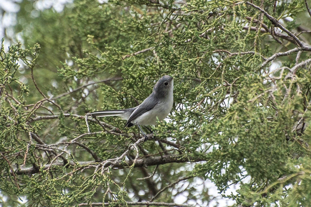 Blue-gray Gnatcatcher (caerulea) - ML624173508