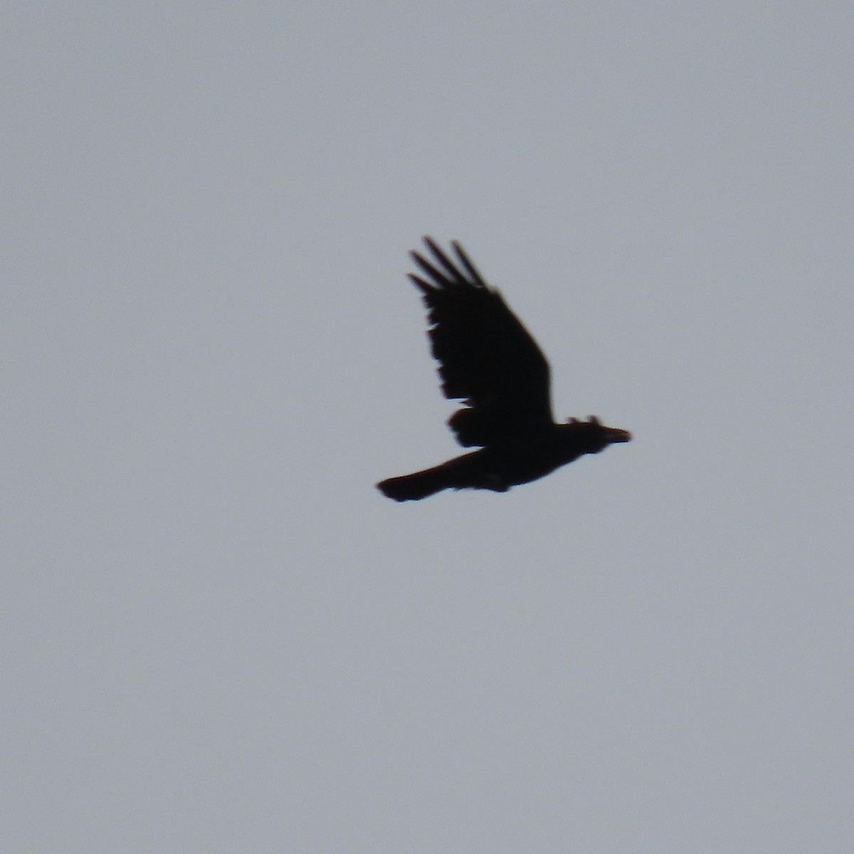 Common Raven - ML624173522