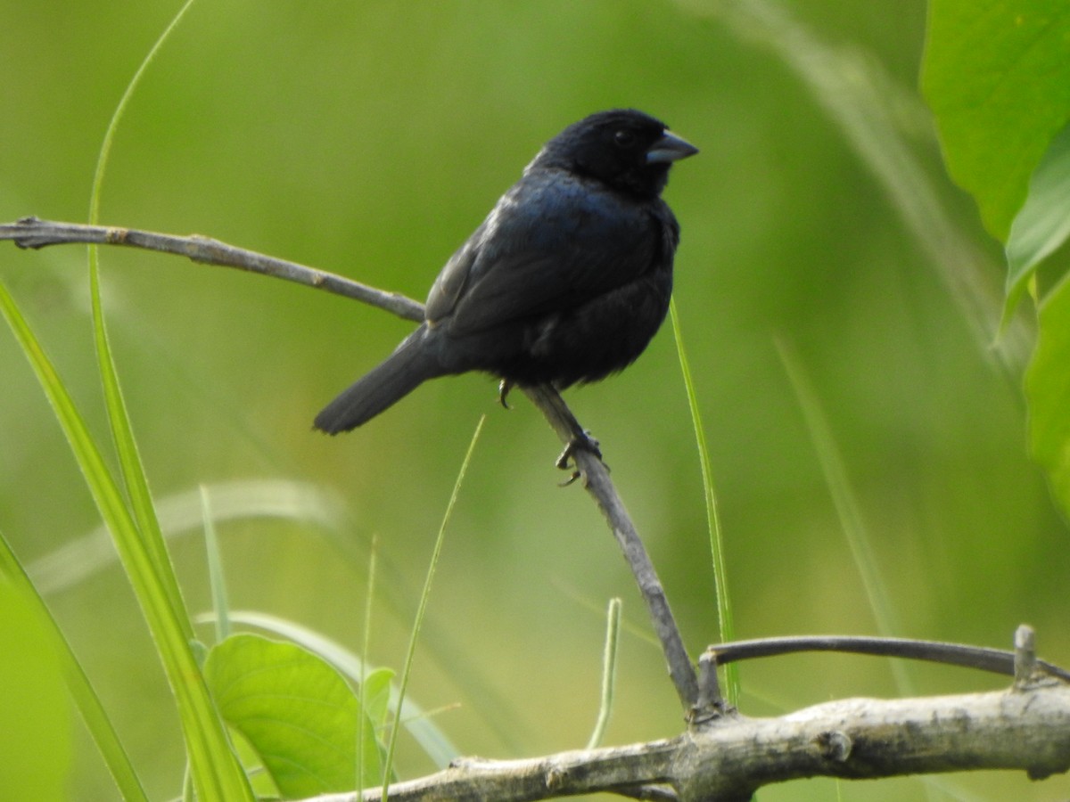 Blue-black Grassquit - ML624173524