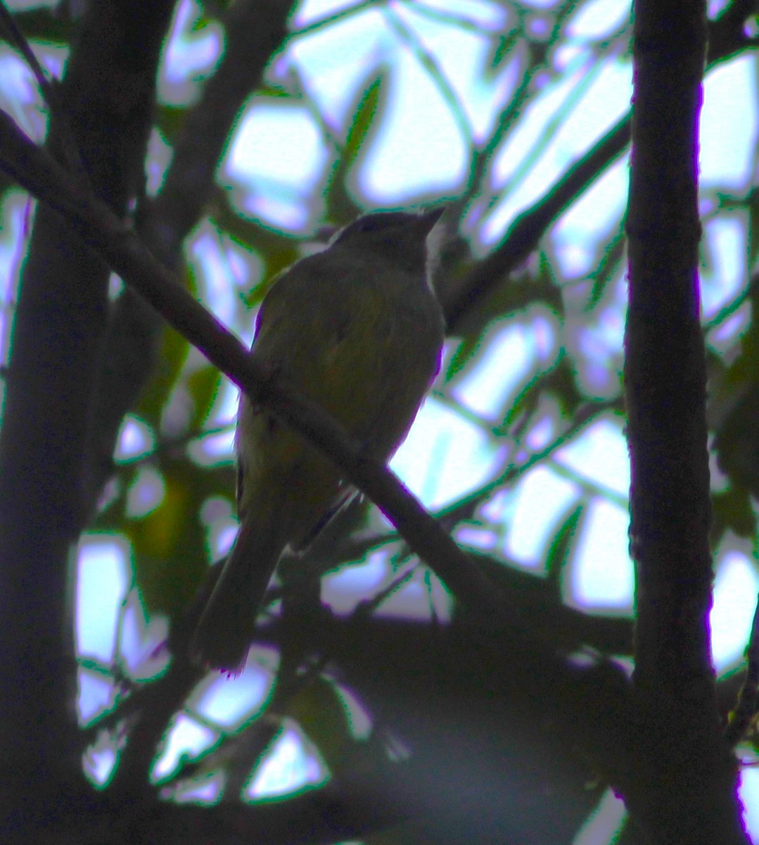 Planalto Tyrannulet - ML624173554