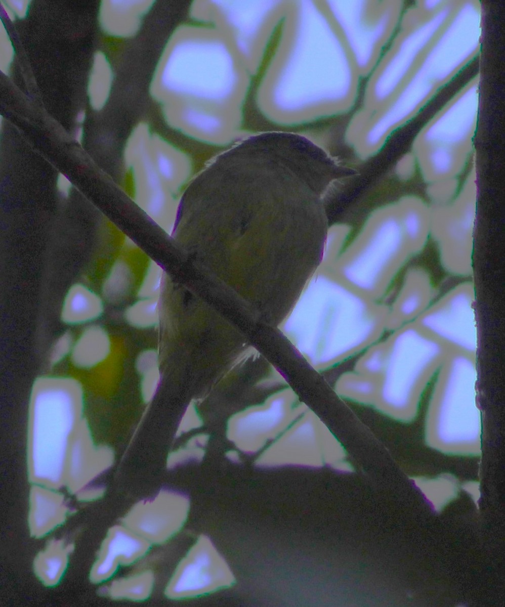 Planalto Tyrannulet - ML624173555