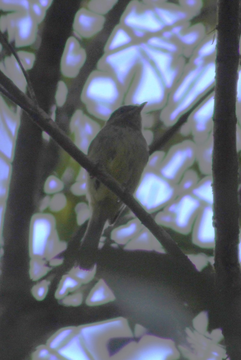 Planalto Tyrannulet - ML624173556