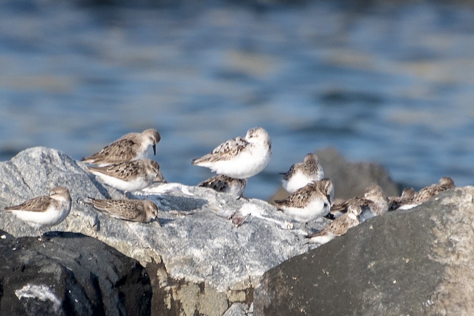 Sanderling - Donna Wadsley