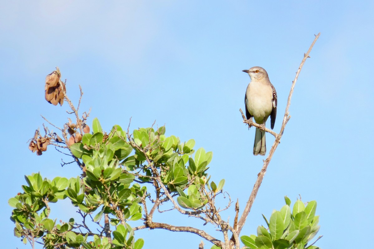 Northern Mockingbird - ML624173601