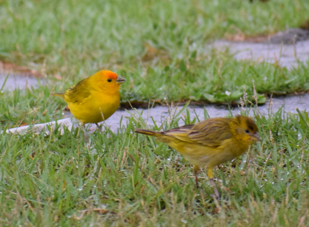 Saffron Finch - ML624173629