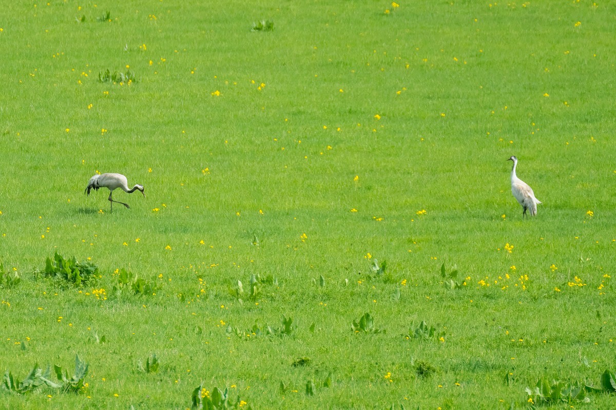 Common Crane - ML624173677