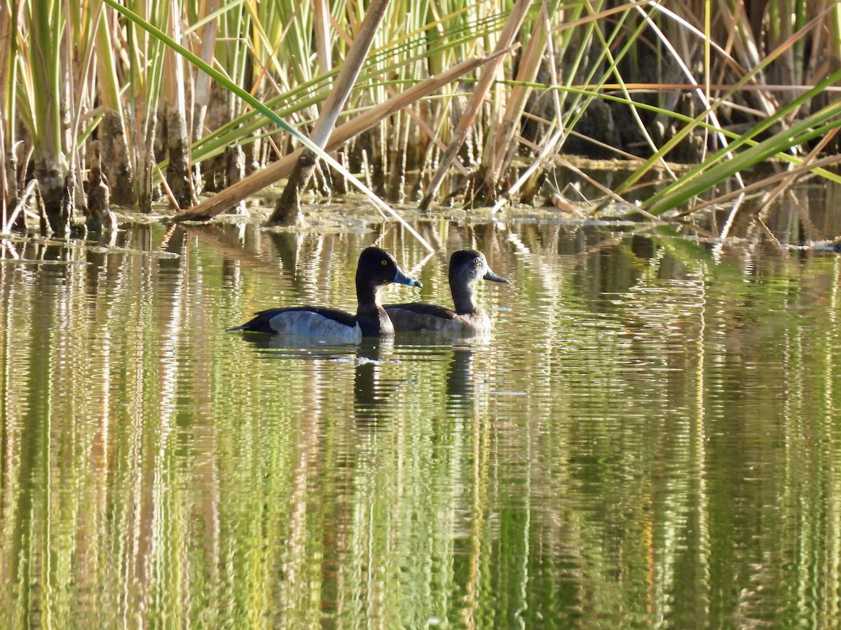 Ring-necked Duck - ML624173684