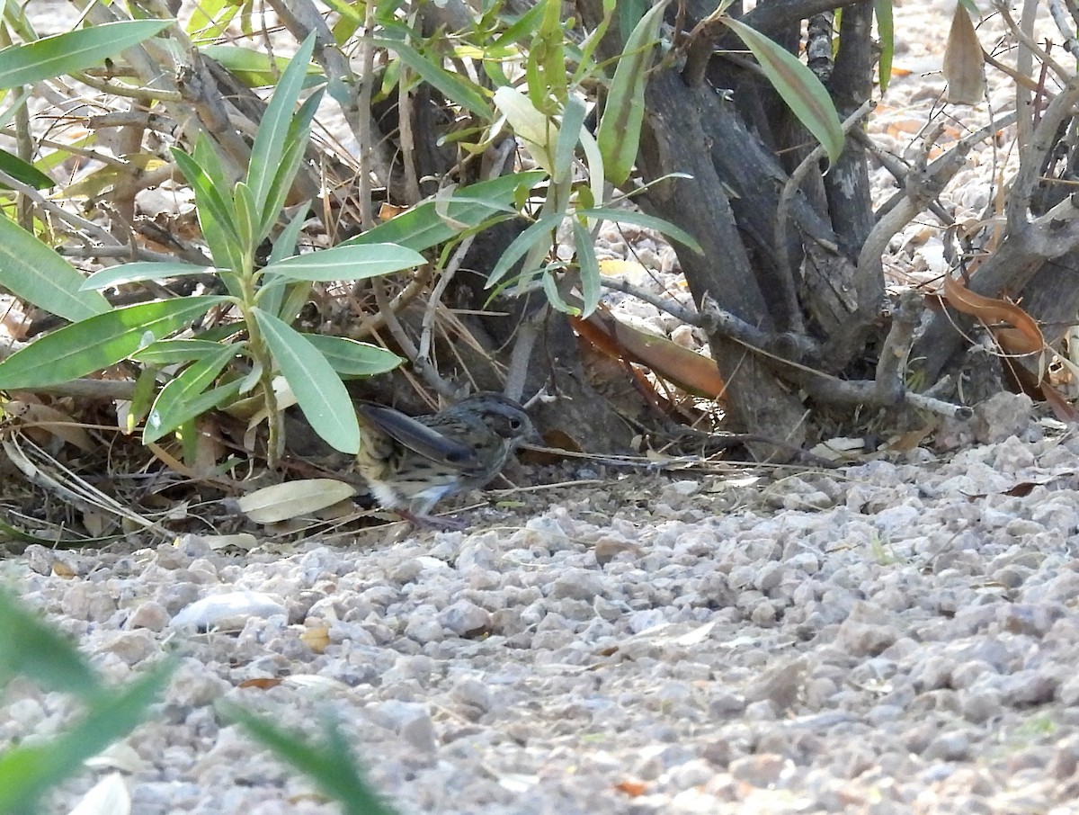 Lincoln's Sparrow - ML624173689