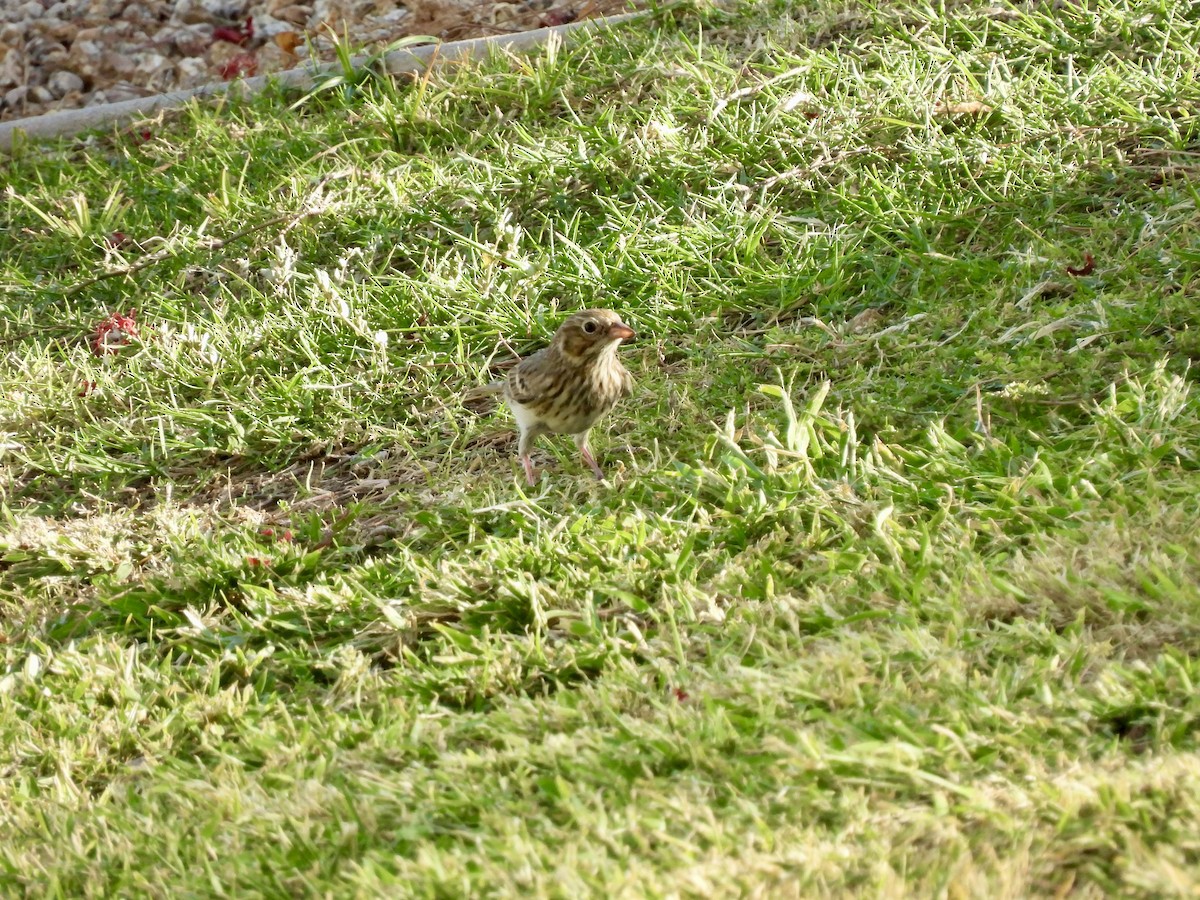 Vesper Sparrow - ML624173698