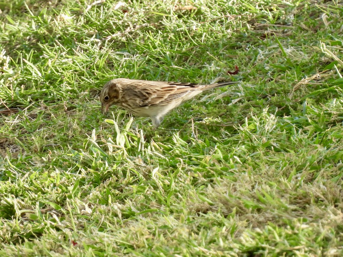 Vesper Sparrow - ML624173699