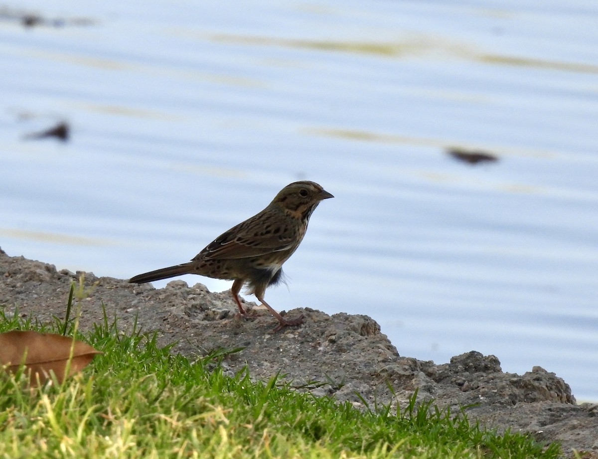 Lincoln's Sparrow - ML624173702