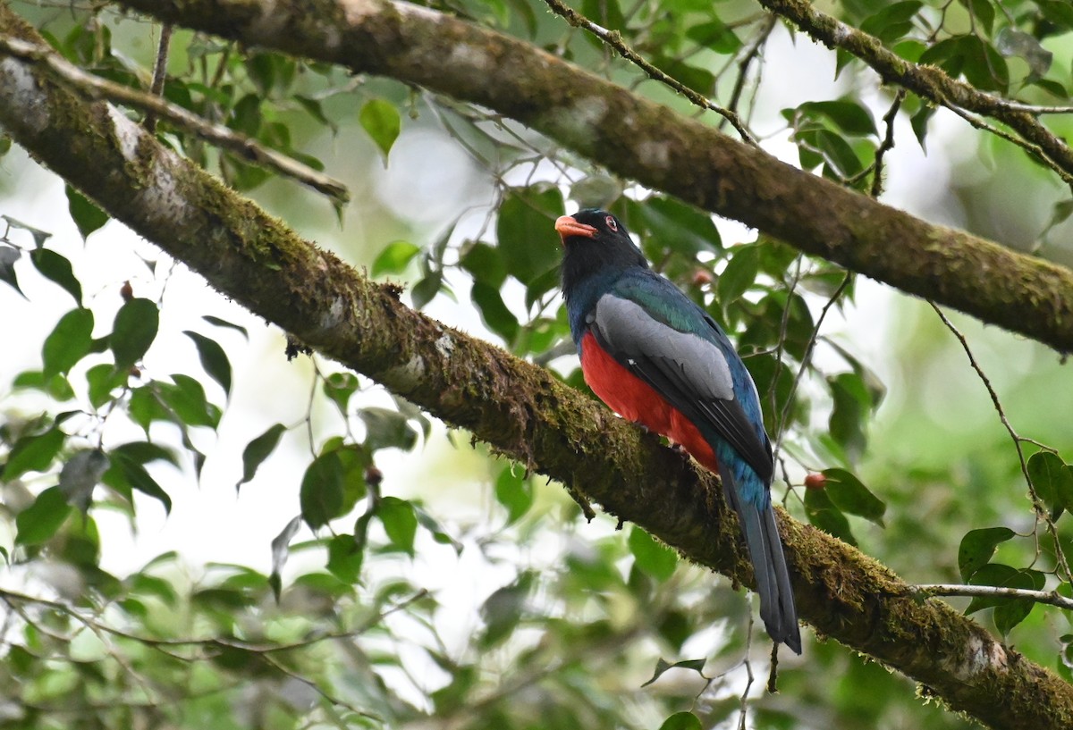 Gri Kuyruklu Trogon - ML624173710