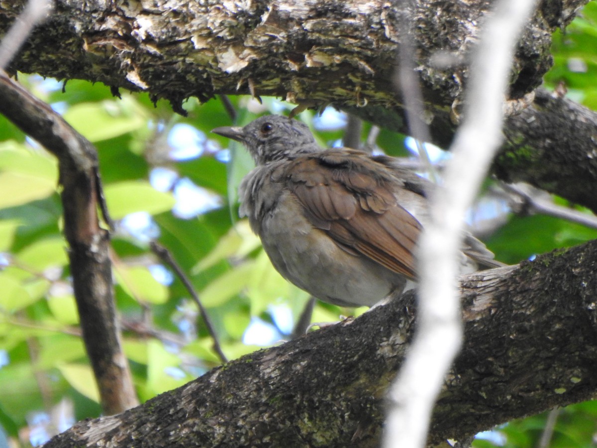 Pale-breasted Thrush - ML624173711