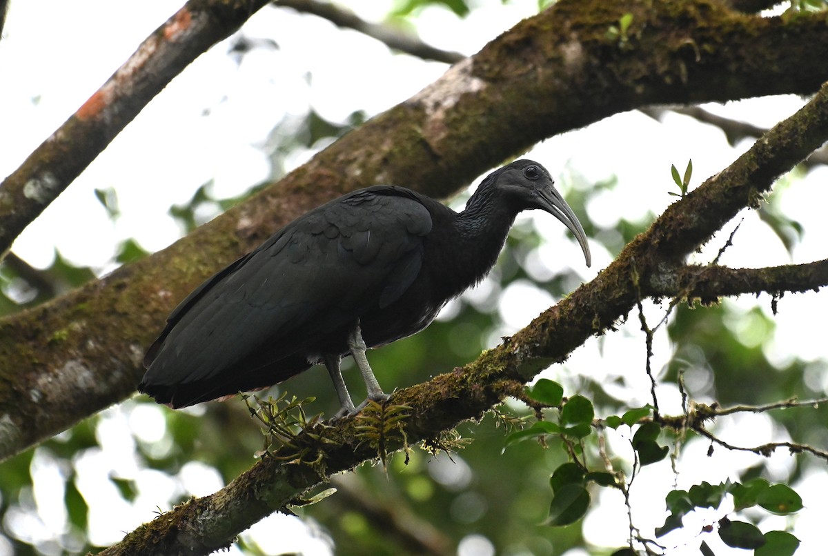 Green Ibis - Ryan O'Donnell