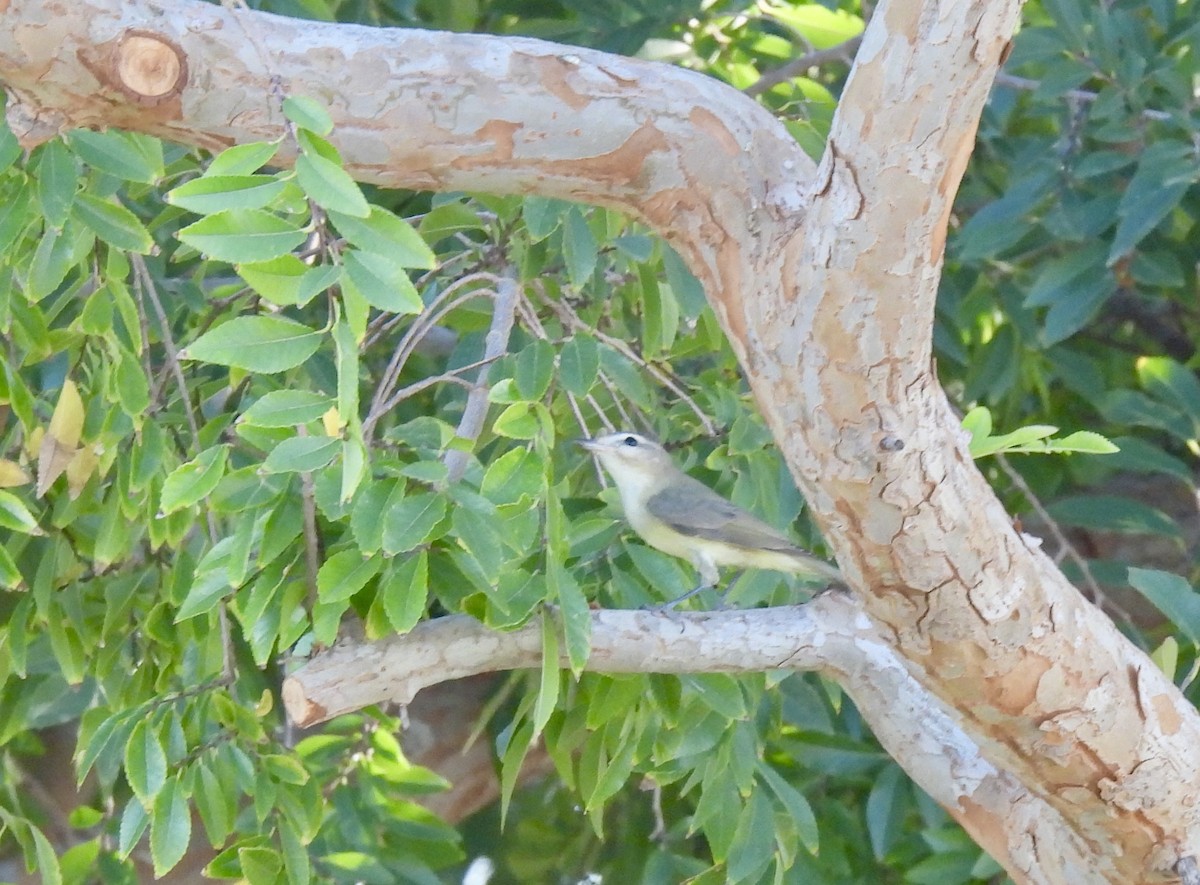 Warbling Vireo - ML624173715