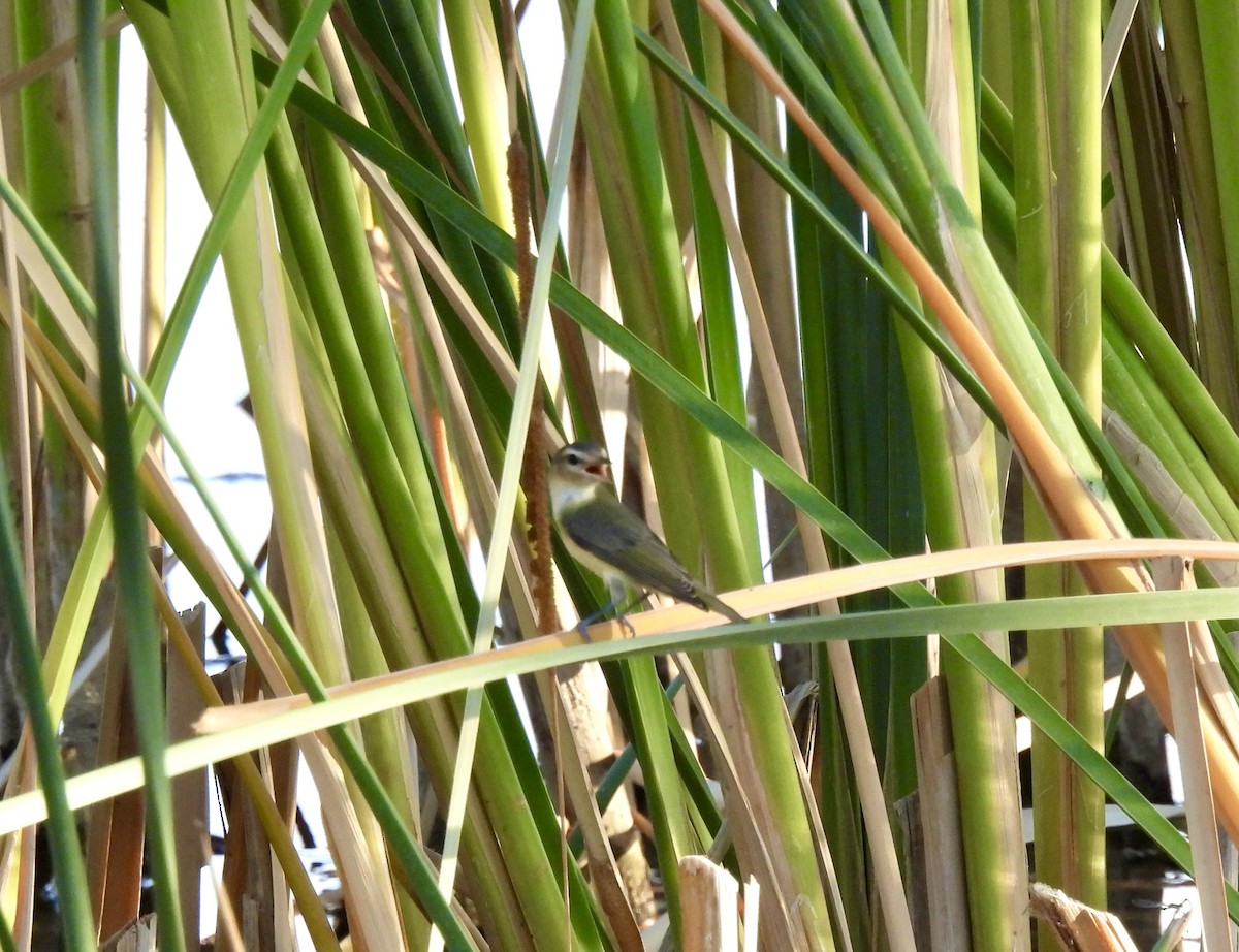 Warbling Vireo - Amy Lewis