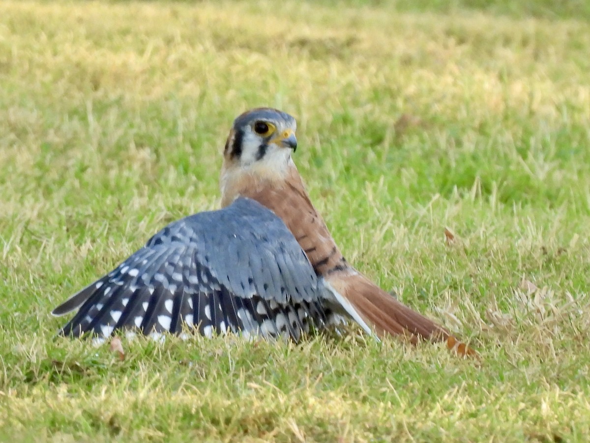 American Kestrel - ML624173719