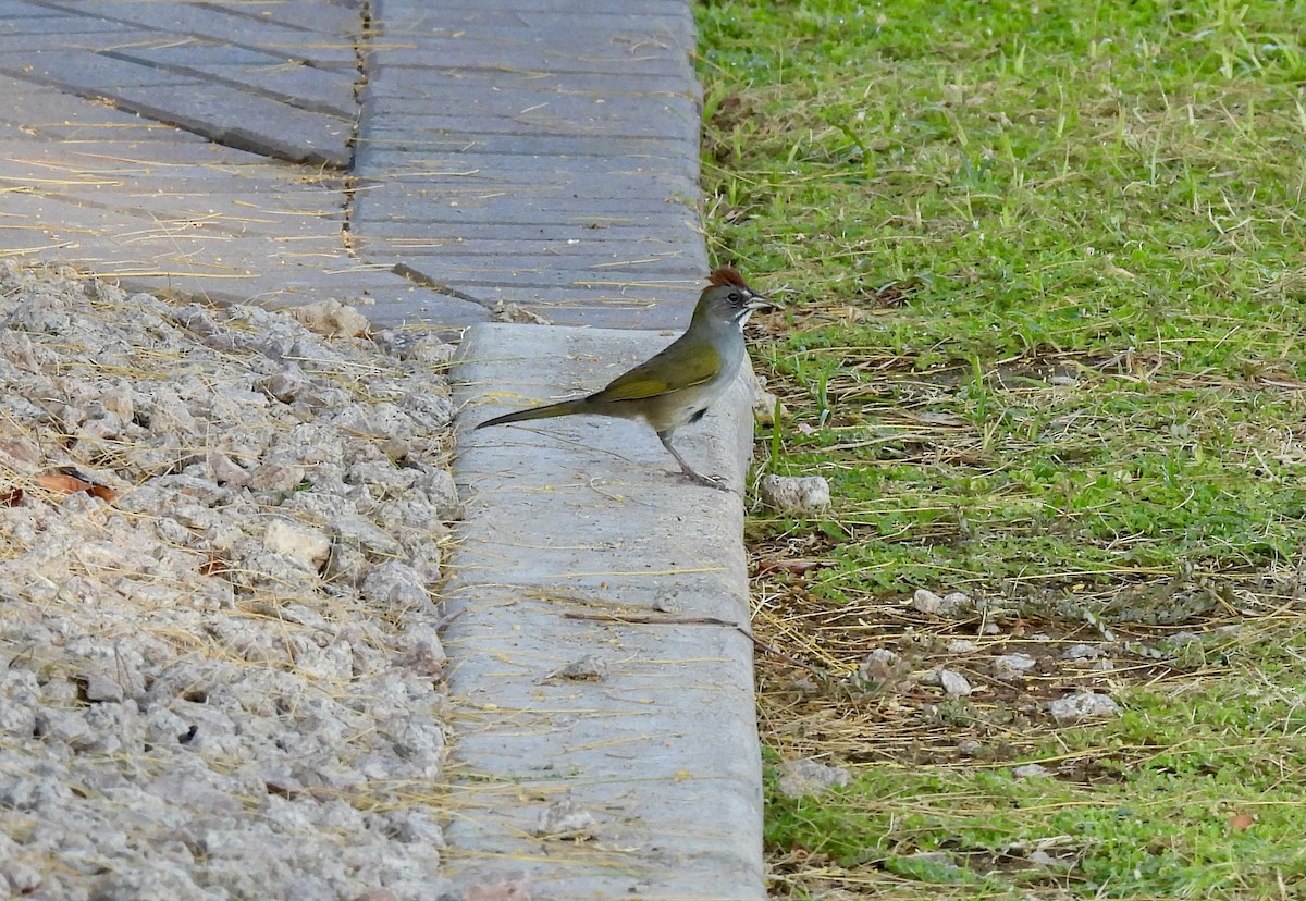 Green-tailed Towhee - ML624173724