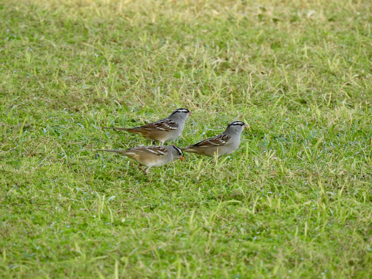 White-crowned Sparrow - ML624173728