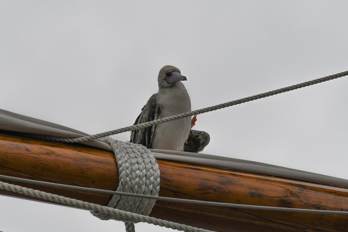 Red-footed Booby - ML624173735