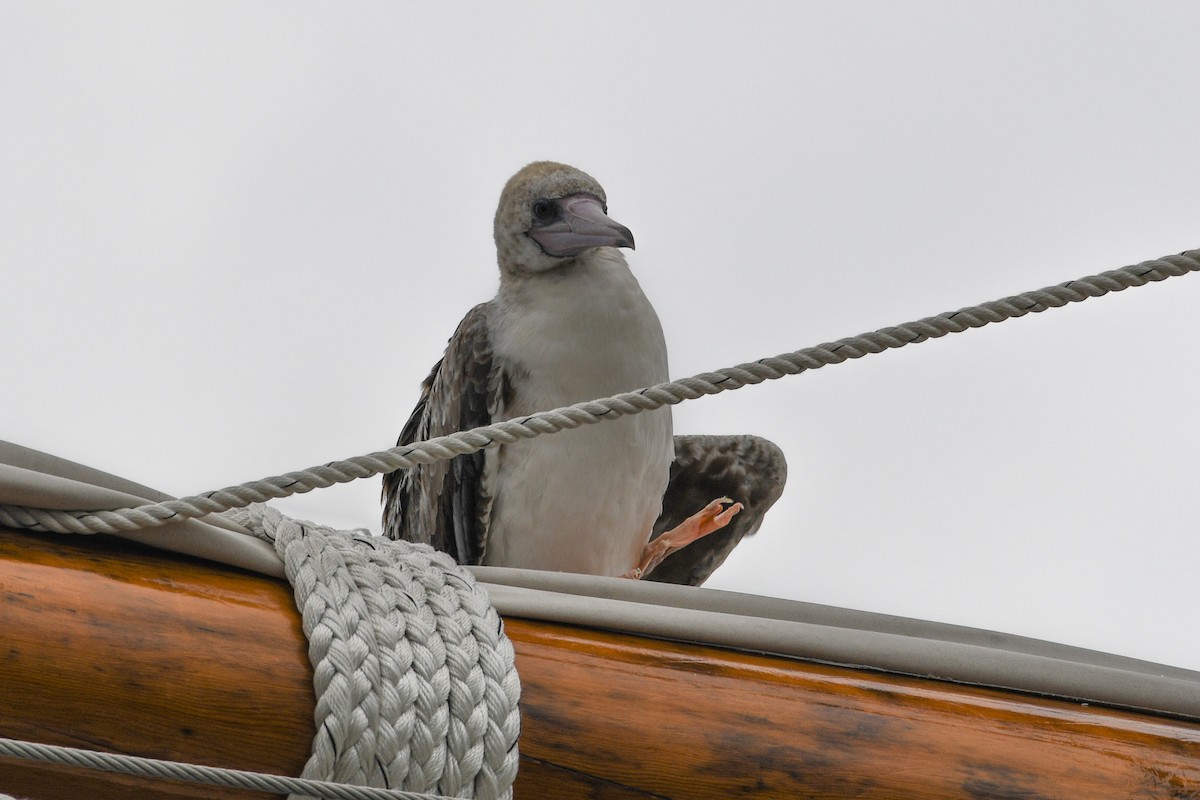 Red-footed Booby - ML624173737