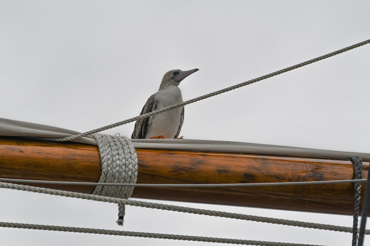 Red-footed Booby - ML624173738