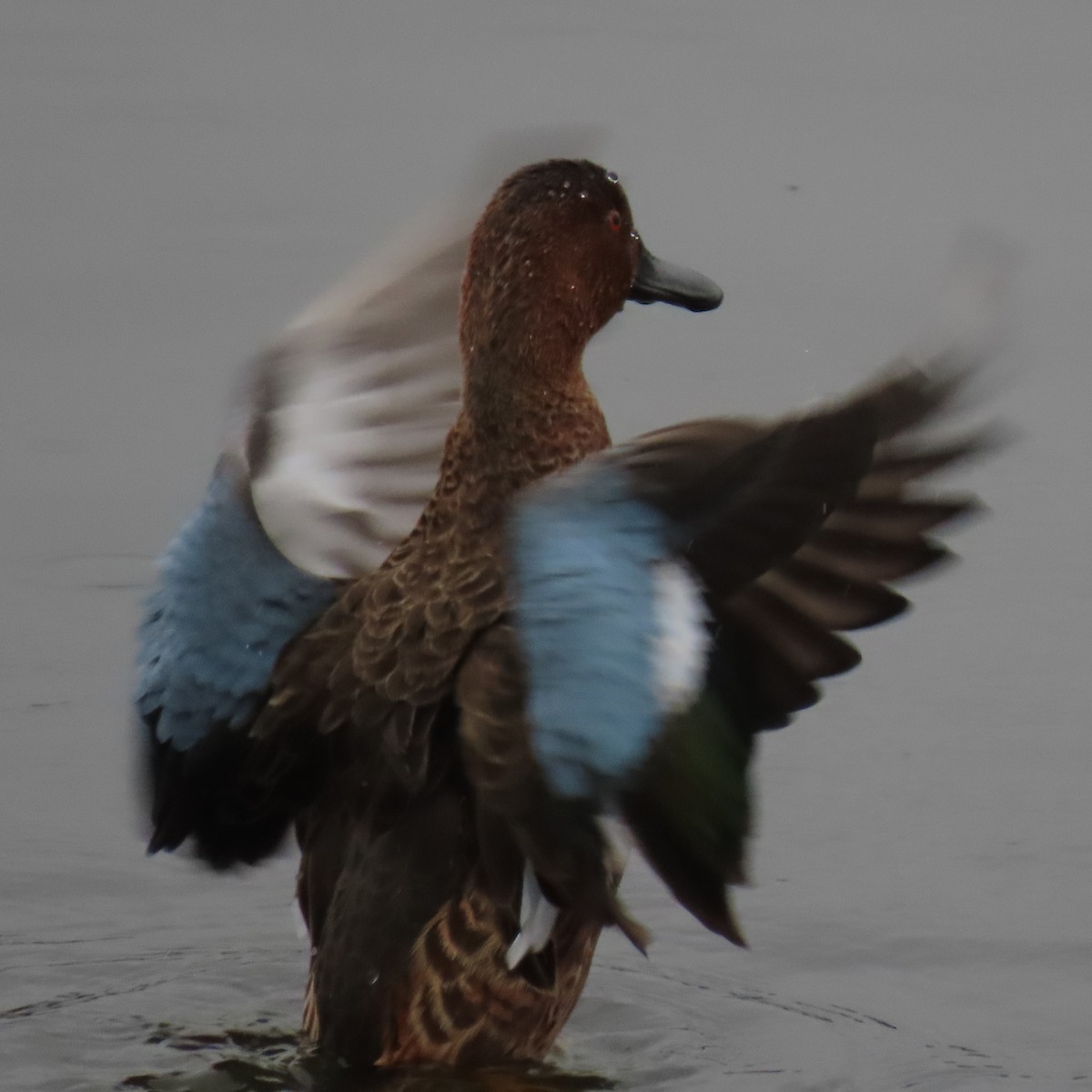 Cinnamon Teal - Brian Nothhelfer