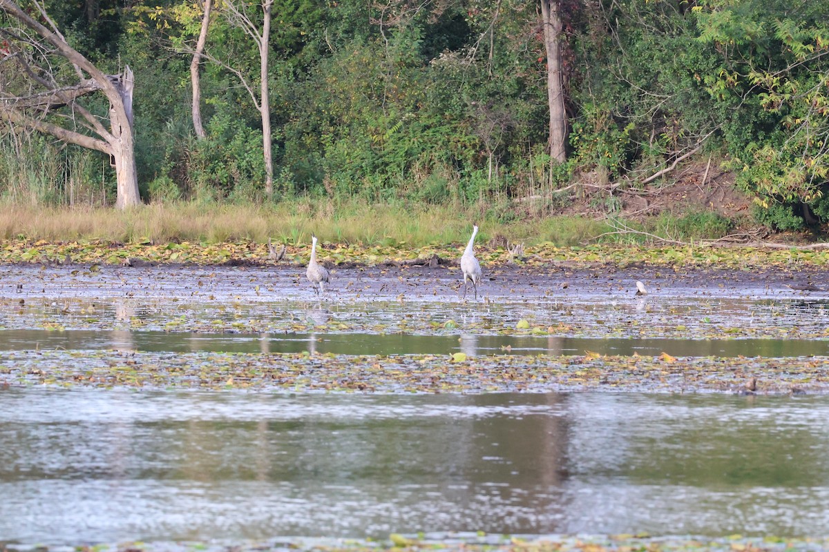 Sandhill Crane - ML624173745