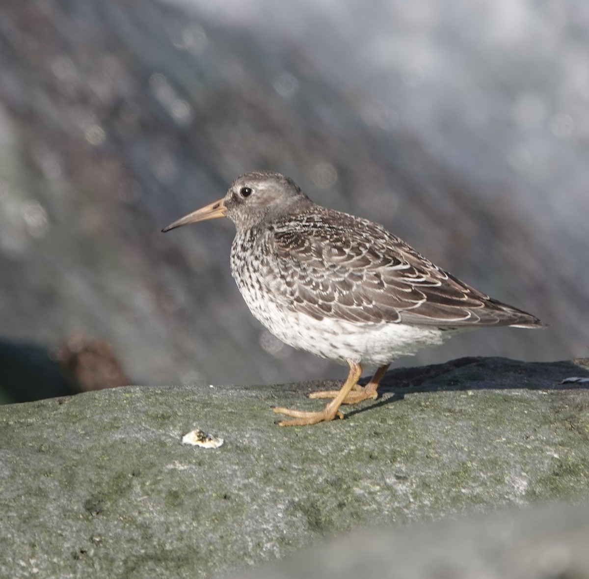 Meerstrandläufer - ML624173768