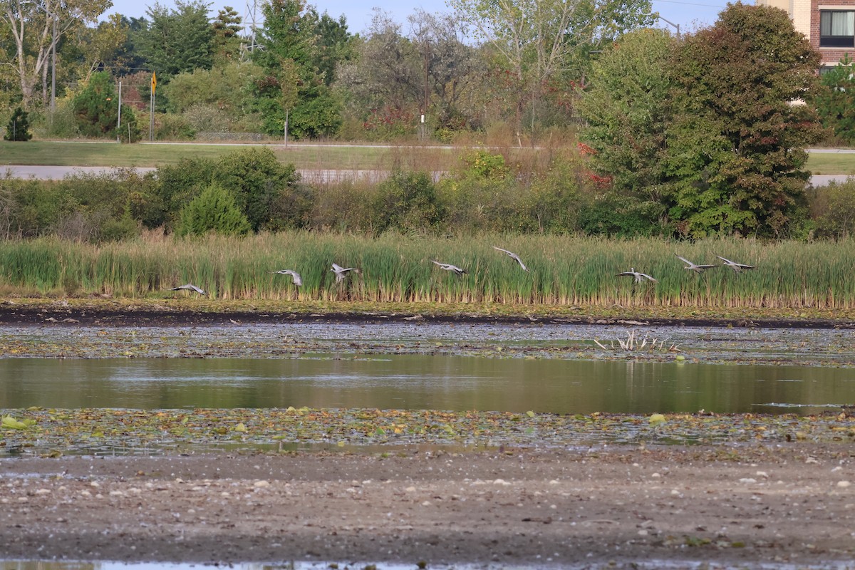 Sandhill Crane - ML624173778