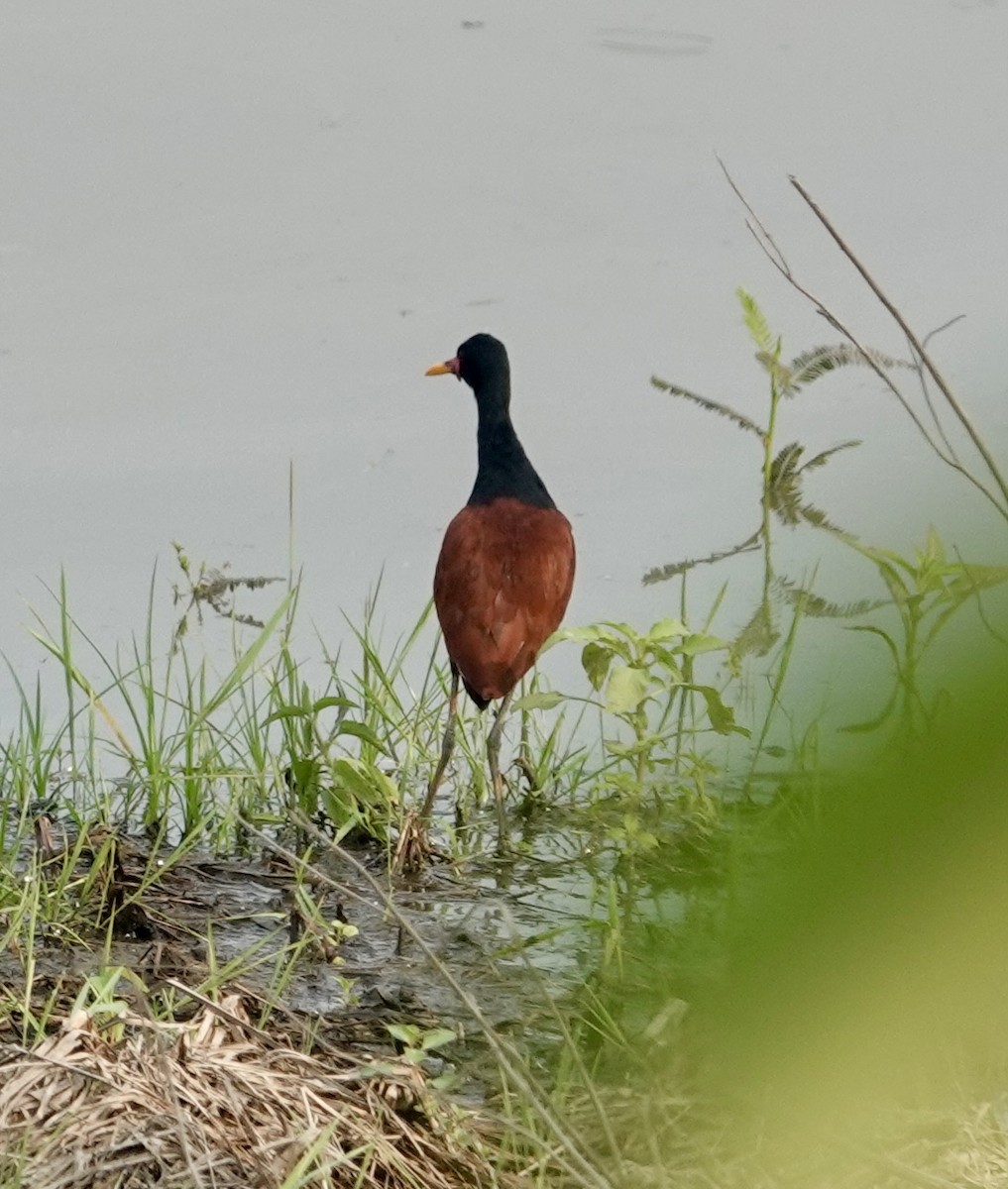 Jacana Suramericana - ML624173794