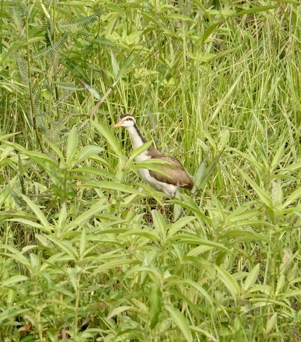 Jacana Suramericana - ML624173795