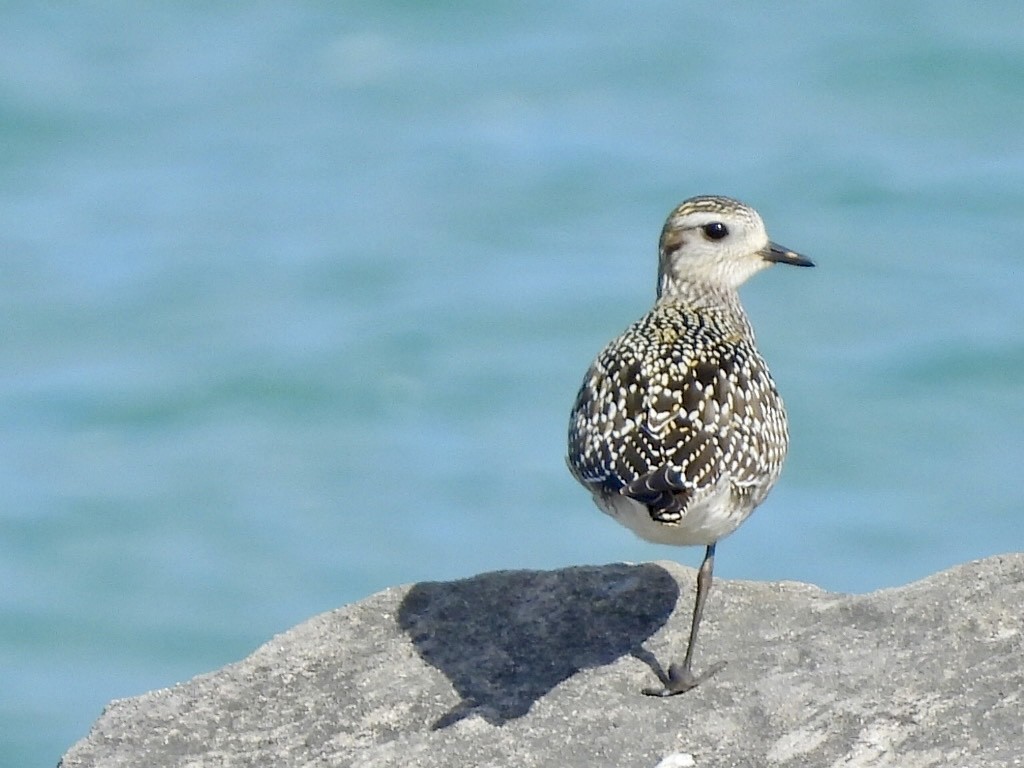 Black-bellied Plover - Jayne L