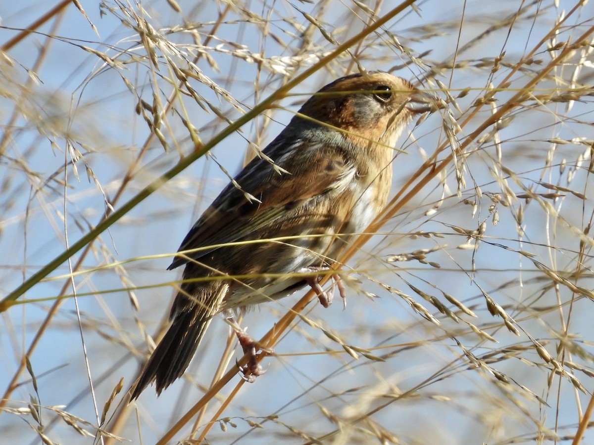 Nelson's Sparrow - ML624173802