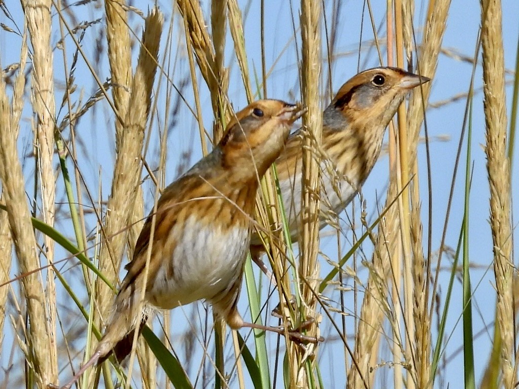 Nelson's Sparrow - ML624173803