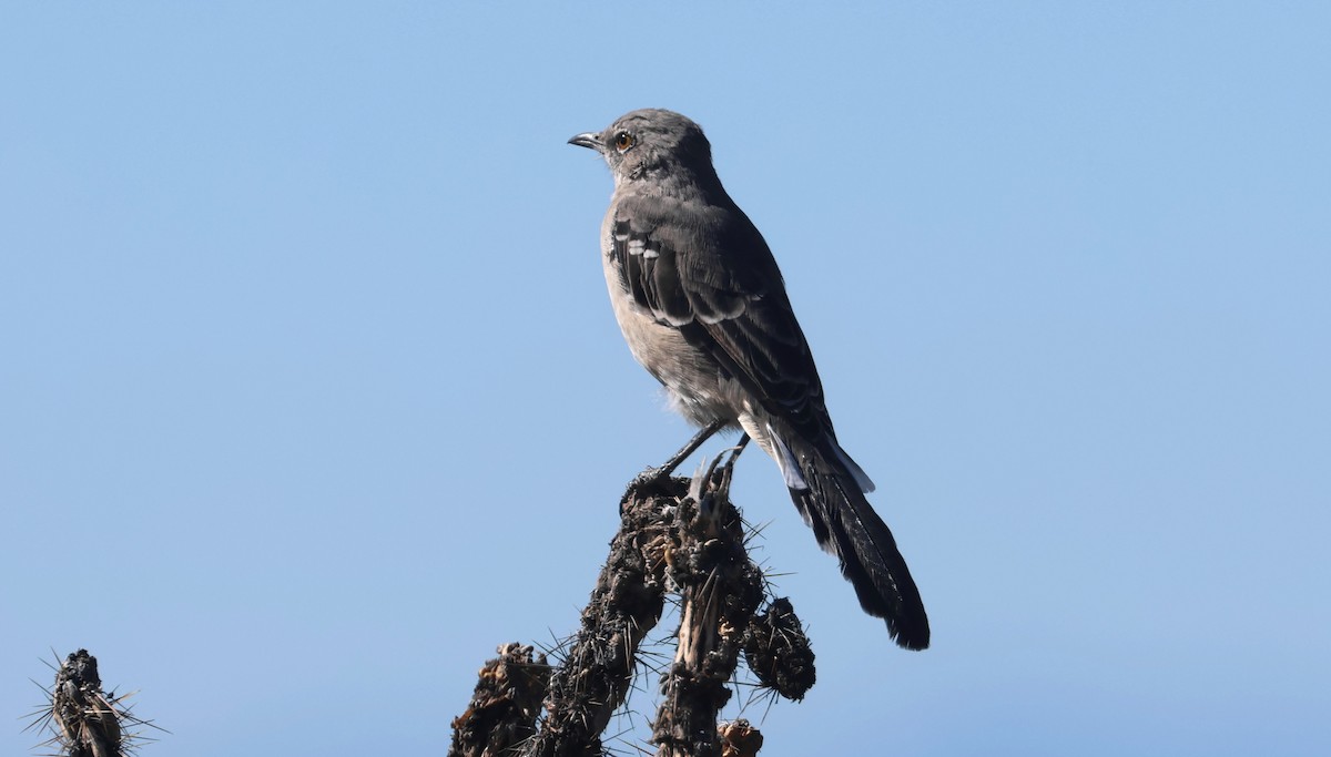 Northern Mockingbird - ML624173823