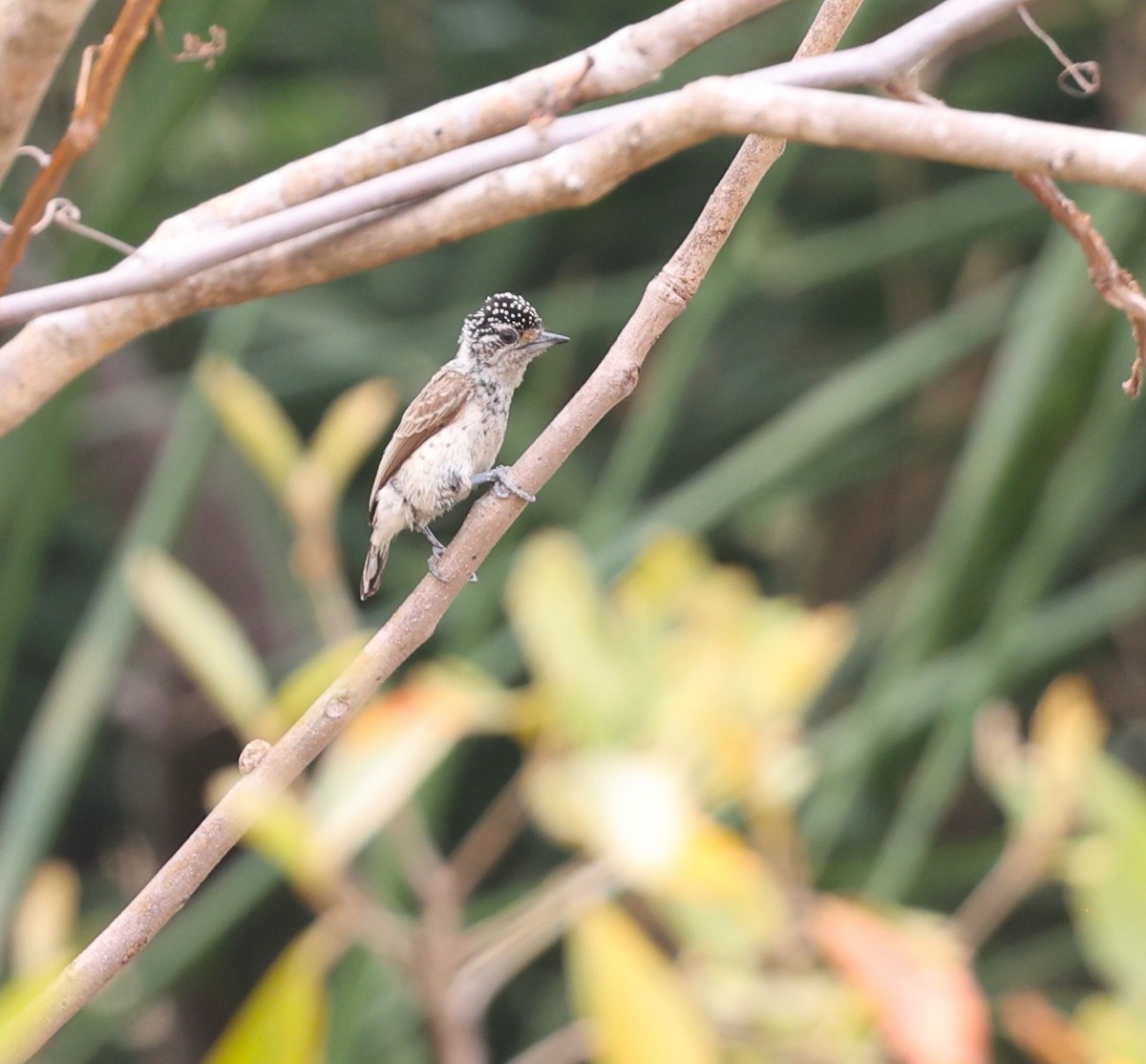 White-wedged Piculet - ML624173851