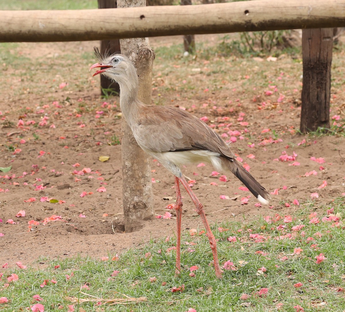 Red-legged Seriema - Dawn Lloyd