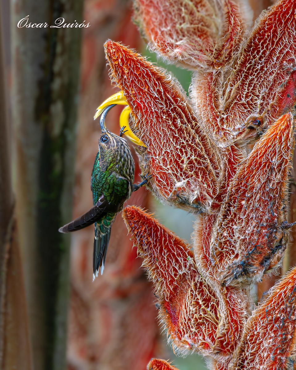 White-tipped Sicklebill - ML624173902