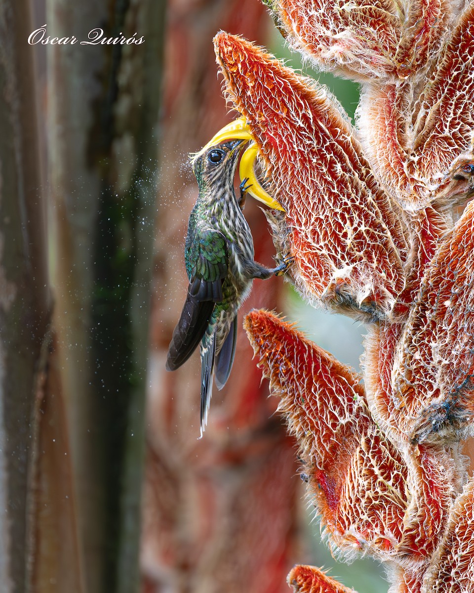 White-tipped Sicklebill - ML624173903