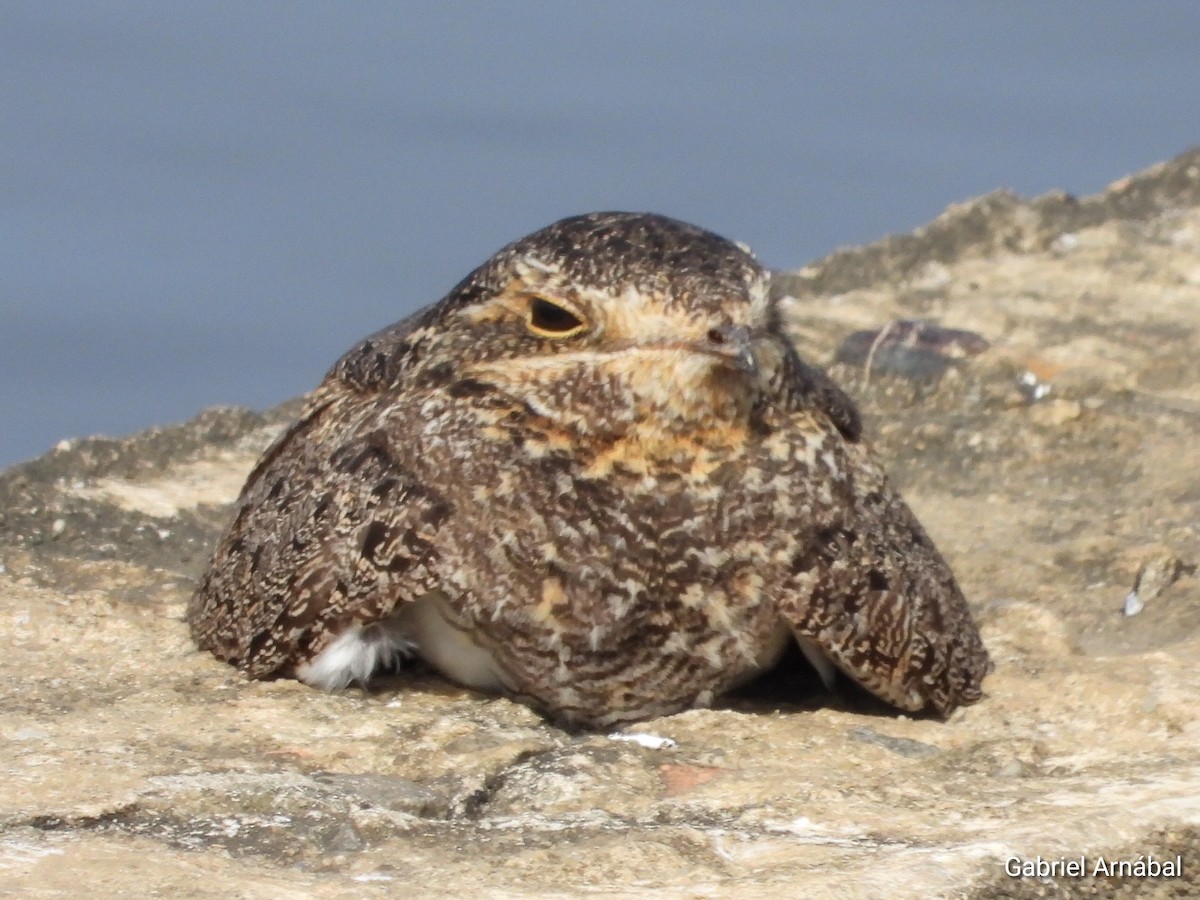 Nacunda Nighthawk - Gabriel Arnábal