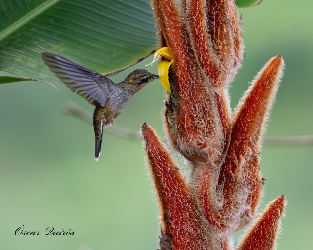 Band-tailed Barbthroat - ML624173914