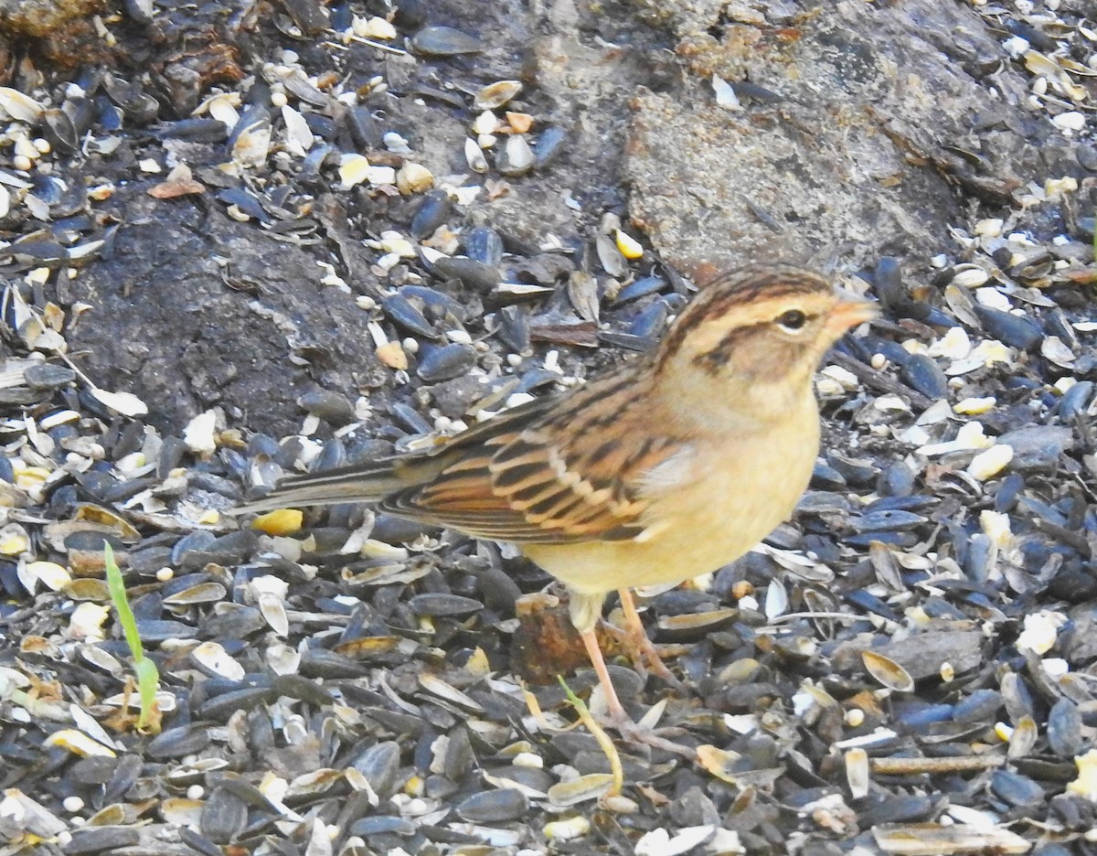 Chipping Sparrow - Les Gunderson