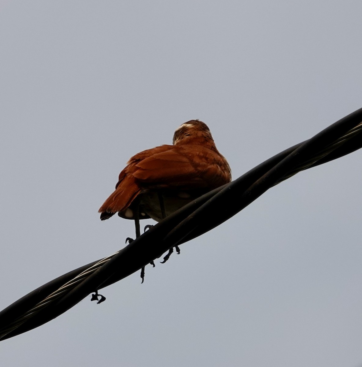 Wing-banded Hornero - ML624173937