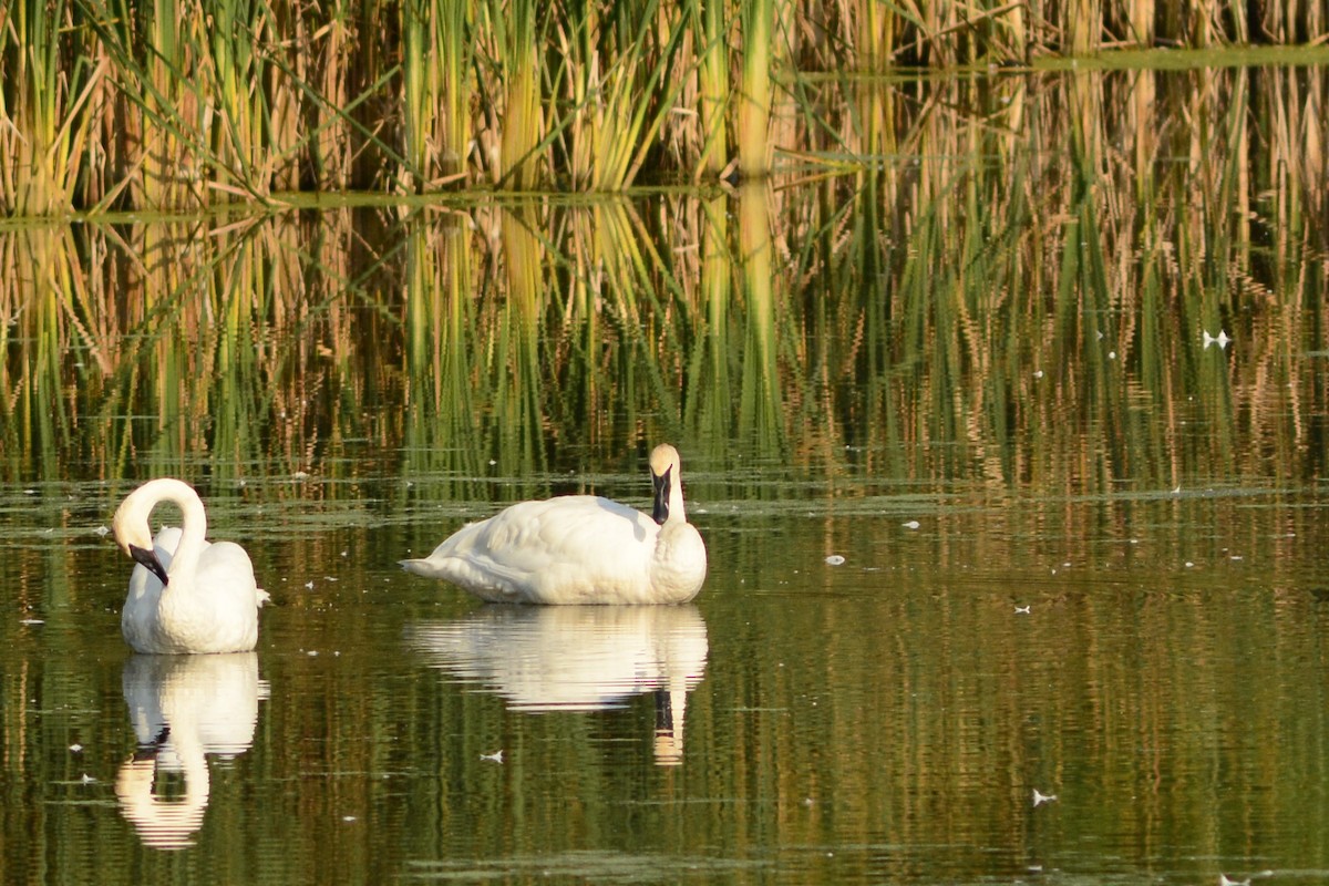 Trumpeter Swan - Steve Kinsley