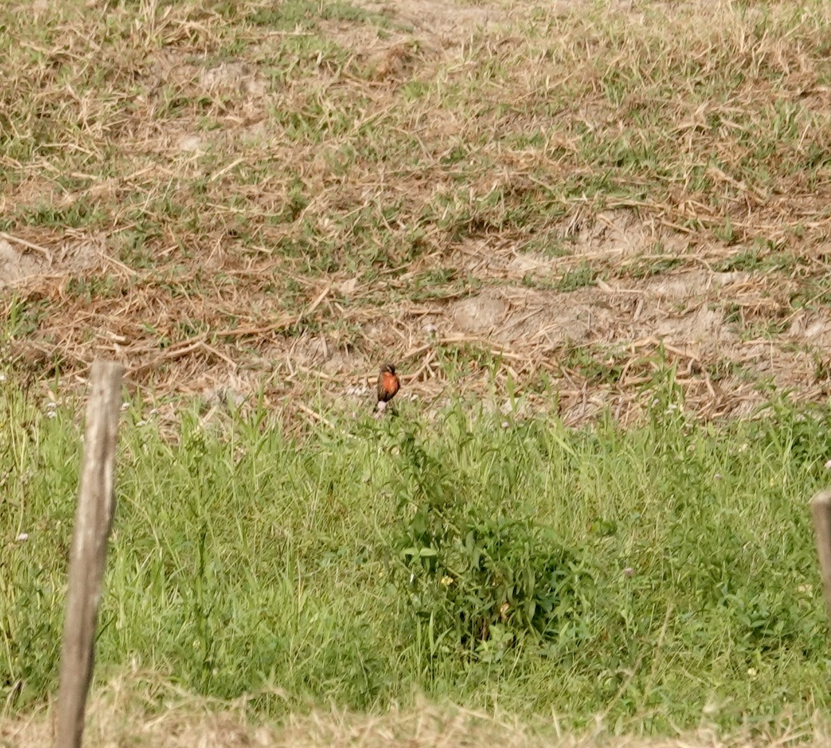 Red-breasted Meadowlark - ML624173972