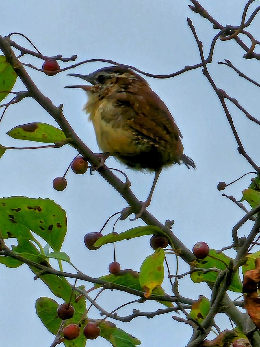 Carolina Wren - ML624173982