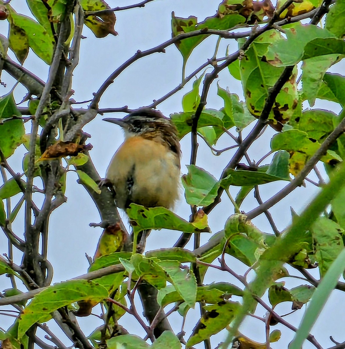 Carolina Wren - ML624173983